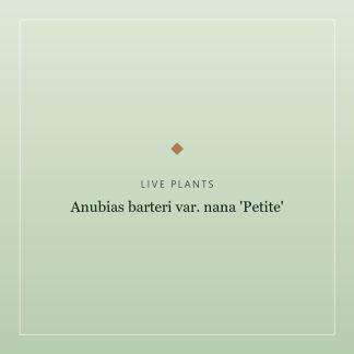Anubias barteri var. nana 'Petite'