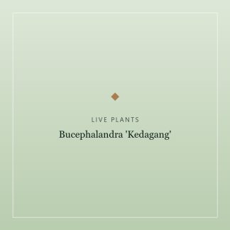 Bucephalandra 'Kedagang'