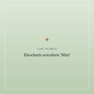 Eleocharis acicularis 'Mini'