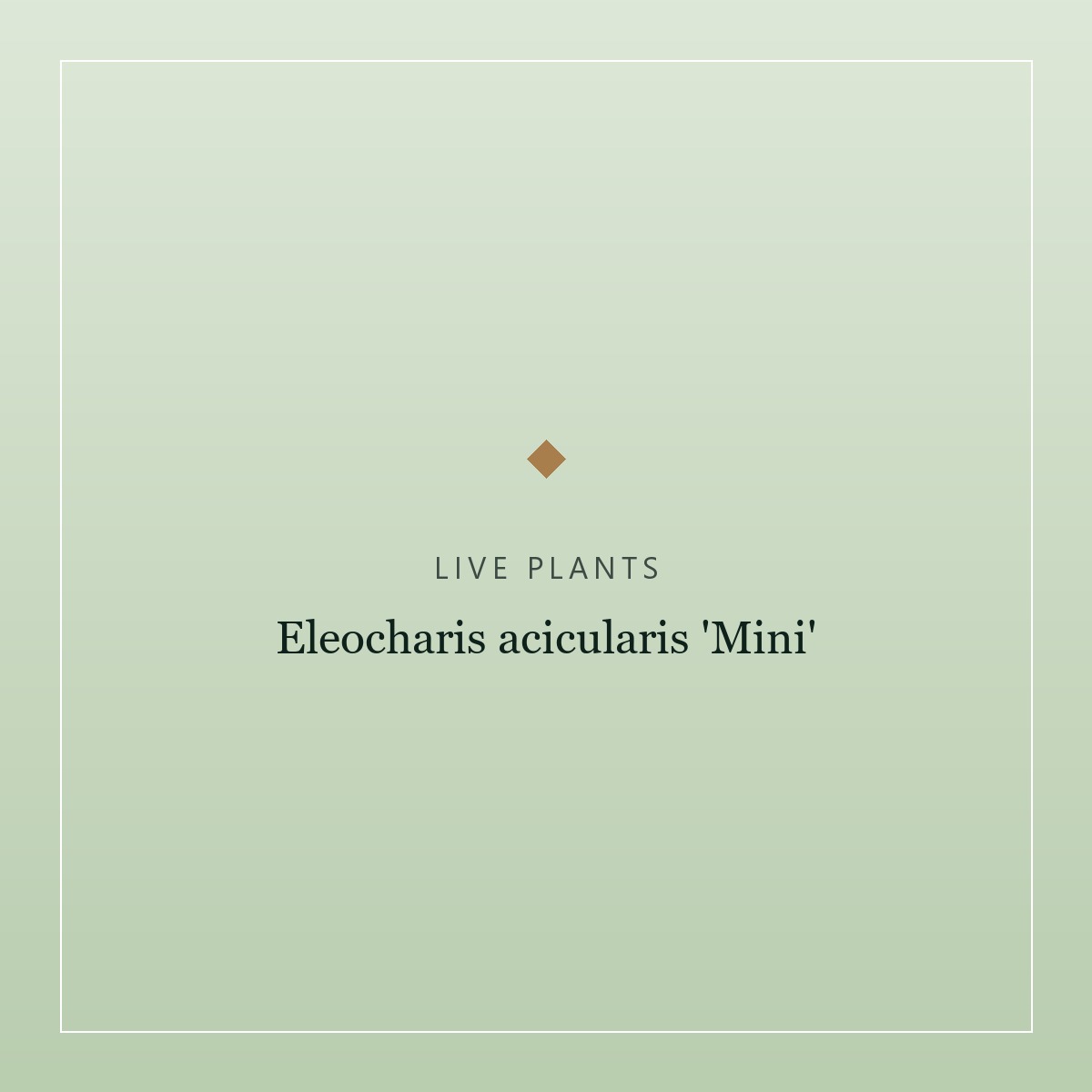 Eleocharis acicularis 'Mini'